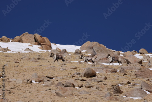argali (Ovis ammon)