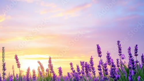 Lavender Field Basked In The Colorful Evening Sky.