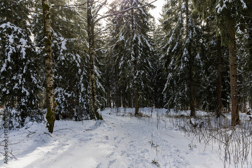 Winter mountain forest landscape. Poland