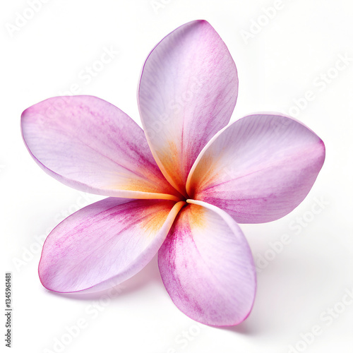 Pink Frangipani Flower Isolated on White Background