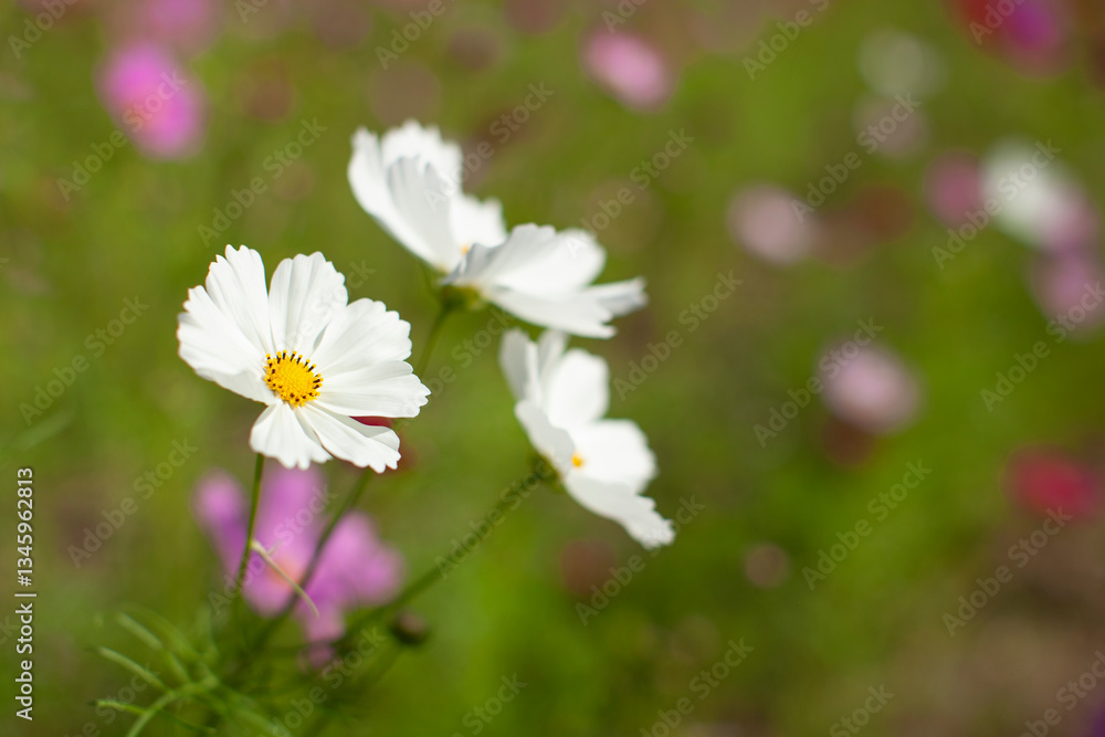 花畑の中の白いコスモス 花畑の中の白いコスモス