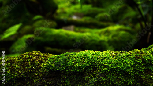 closeup or macro beautiful moss in forest background	