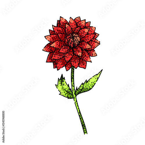 perennial dahlia sketch hand drawn vector