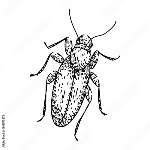 extermination cockroach sketch hand drawn vector