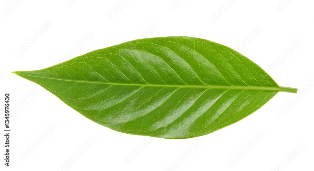 Obraz premium Close-Up of a Vibrant Green Leaf Isolated on White Background