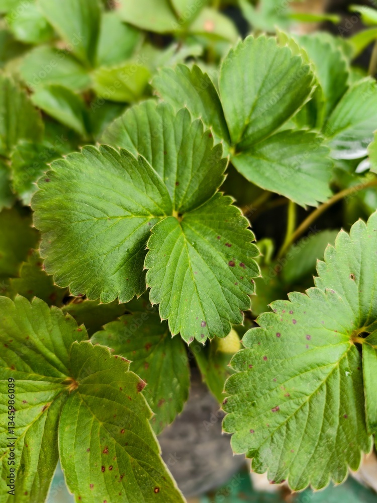 Strawberry Tree Leaves on a Small Plantation in a Village Strawberry Tree Leaves on a Small Plantation in a Village