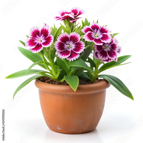 Wallpaper Mural pink chrysanthemum in a pot isolated Torontodigital.ca