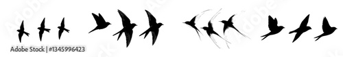 A flock of swallows is depicted as silhouettes of flying birds filling the sky and flying over the sea with a free black bird in swift flight amidst a swarm of swallows above the cloud skyline in a