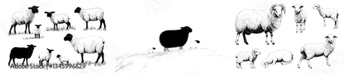 A hand-drawn set featuring a mother sheep and her lamb, showcasing a farm animal family and the concept of maternal love through modern illustration