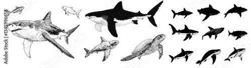 Modern illustration of sea animals, including whale shark, giant ray, and turtle, in marine ocean setting, created with ink line art and engraving