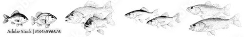 The terms fish, fishes, and fishing are associated with a river or sea animal that has a fin and scales, and is often the subject of a catch, as well as a drawing or engraving, such as a black and