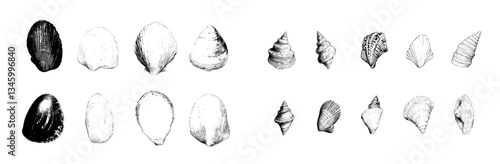 Monochrome symbols of coil conch mollusk and ocean shell in black ink modern collection depicting an underwater maritime scene on a natural coastal shore isolated on white