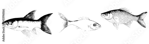 In a modern illustration on a white background, a cartoon rainbow trout is illustrated, characterized as a gilled freshwater seafood creature, akin to salmon, usually residing in rivers or lakes as