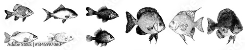 Fish sketches and fishes tattoo drawing featuring seafood and ocean or river water animals like trout and salmon with fin retro vintage sketch set and modern illustration
