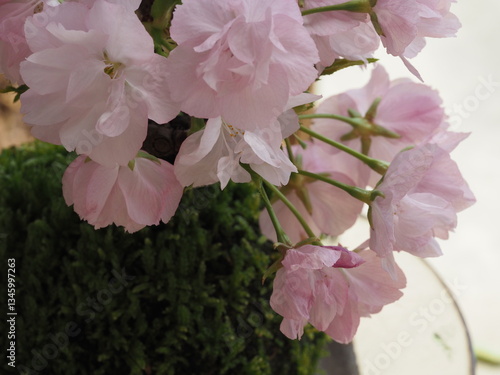 苔玉　桜の花