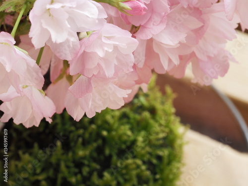 苔玉　桜の花