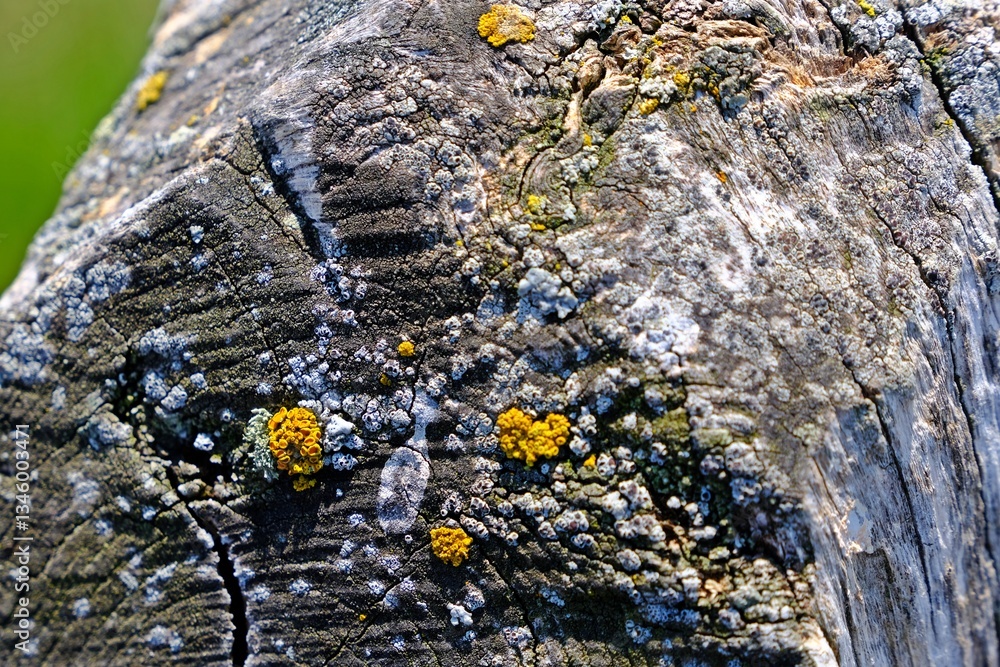 Rock covered with yellow and white lichens.