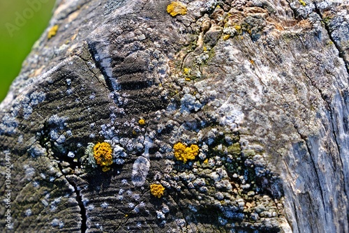 Obraz na płótnie Rock covered with yellow and white lichens. w salonie