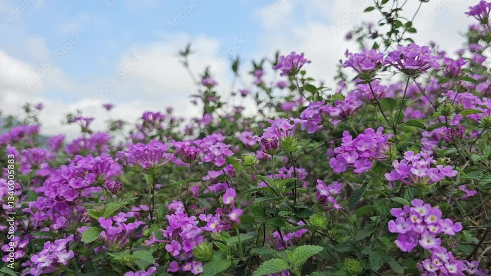 Beautiful Blue Graphium Sarpedon Butterfly fly on Vibrant Lantana Camara Purple Blooming Flowers: A Stunning Dance in Nature's Embrace,Blue sky Shooting at Yangmingshan National Park, Taiwan.