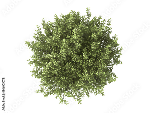 Vector top-down view of a lush, green shrub with dense, vibrant leaves isolated. The plant appears fresh and healthy, making it ideal for botanical, eco-friendly, nature and gardening