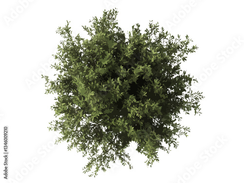Vector top-down view of a lush, green shrub with dense, vibrant leaves isolated. The plant appears fresh and healthy, making it ideal for botanical, eco-friendly, nature and gardening