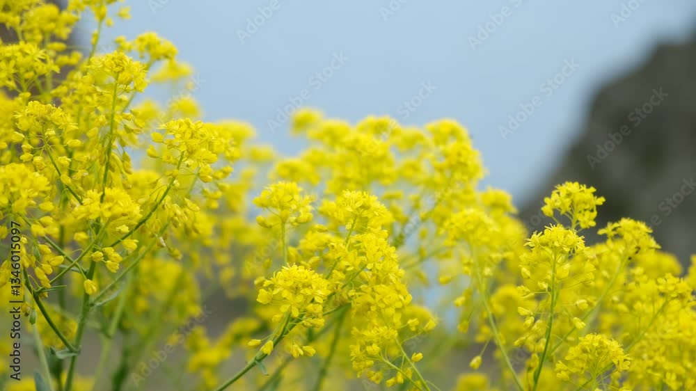 Yellow flowers close-up in spring. Medicinal gulyavnik or wild mustard bloomed on the slopes of the mountains. A bright spring natural backdrop for presentations. The concept of spring, flowering Yellow flowers close-up in spring. Medicinal gulyavnik or wild mustard bloomed on the slopes of the mountains. A bright spring natural backdrop for presentations. The concept of spring, flowering