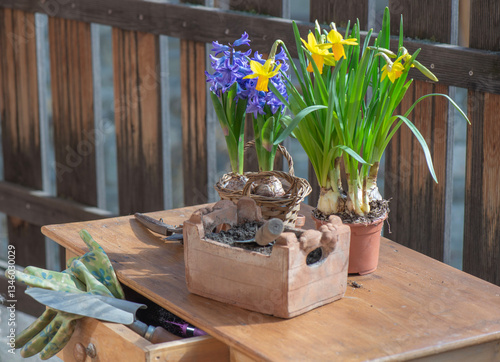 flowers potted daffodils and hyacinth with gardening tools on a wooden table ...