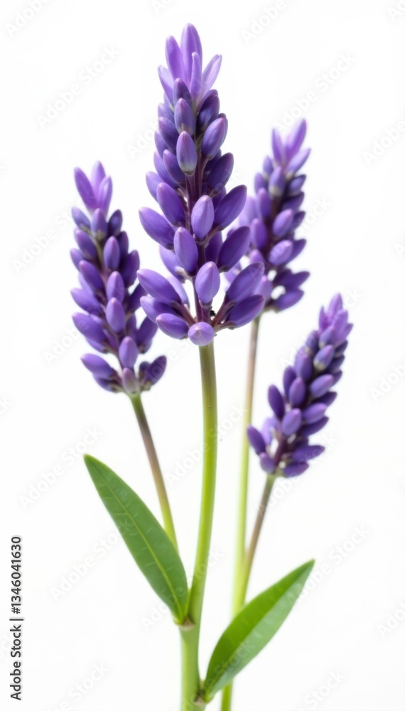 Naklejka premium Delicate lavender blooms isolated on pure white backdrop, background, beauty