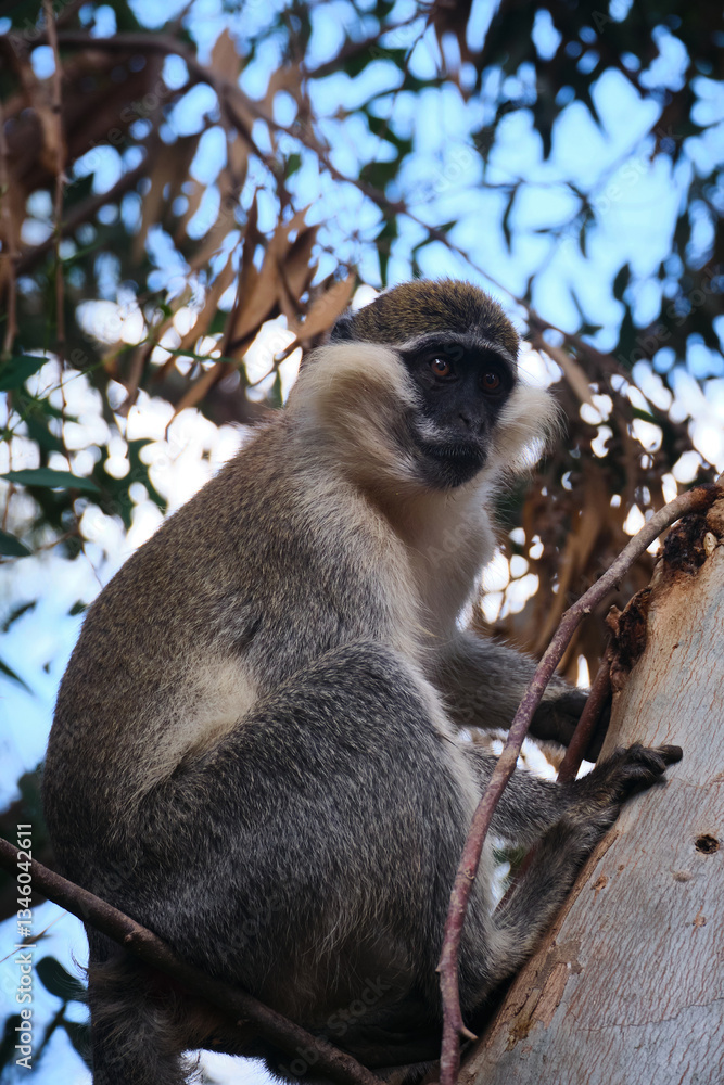 Obraz premium Vervet monkey sits on a tree