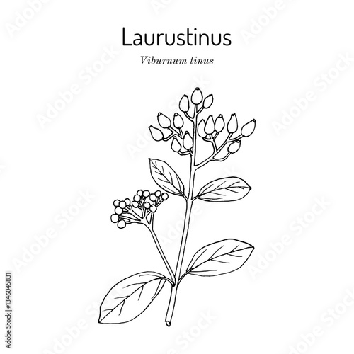 Laurustinus, laurustine or laurestine (Viburnum tinus), medicinal and ornamental plant. Hand drawn botanical vector illustration