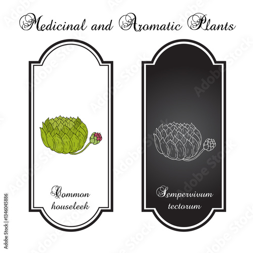 Common houseleek (Sempervivum tectorum), medicinal plant. Hand drawn botanical vector illustration