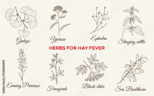 Best medicinal herbs for hay fever. Hand drawn botanical vector illustration
