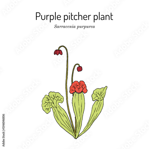 Purple pitcher plant, or turtle socks (Sarracenia purpurea), medicinal carnivorous plant. Hand drawn botanical vector illustration