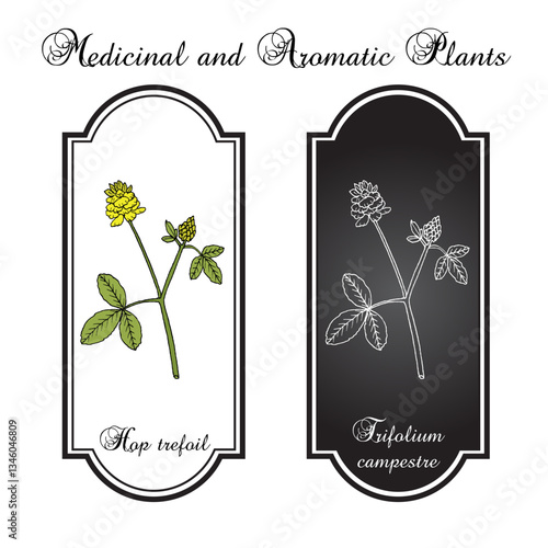 Hop trefoil or field clover (Trifolium campestre), forage plant. Hand drawn botanical vector illustration