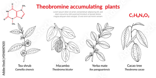 Theobromine accumulating plants, tea shrub, macambo, cacao, yerba mate. Hand drawn botanical vector illustration