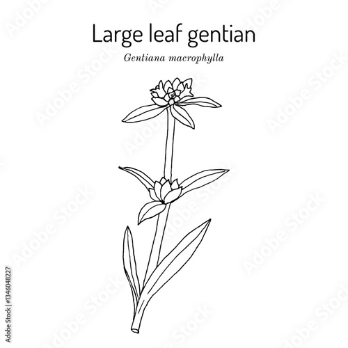 Large leaf gentian, or qin jiao (Gentiana macrophylla), medicinal plant. Hand drawn botanical vector illustration