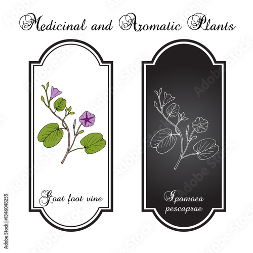 Goats foot vine or beach morning glory (Ipomoea pes-caprae), medicinal plant. Hand drawn botanical vector illustration