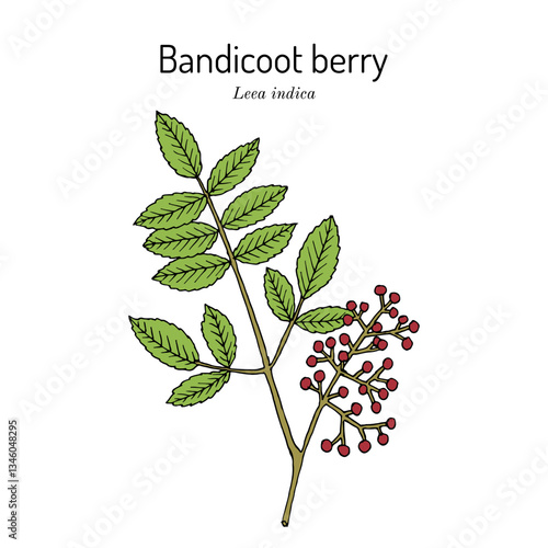 Bandicoot berry (Leea indica), medicinal plant. Hand drawn botanical vector illustration