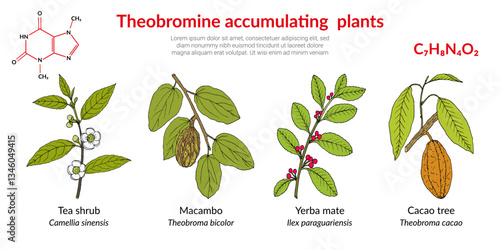 Theobromine accumulating plants, tea shrub, macambo, cacao, yerba mate. Hand drawn botanical vector illustration