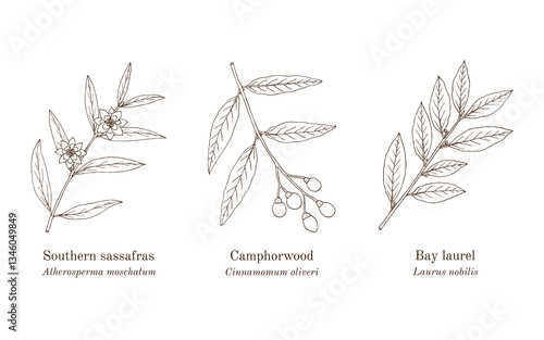 Collection of edible and medicinal plants. Hand drawn botanical vector illustration