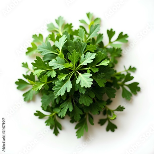 Parsley, coriander and parsley, condiments, greens, kitchen, menu, delicious food, salad, healthy, parsley, cooking, food seasoning, on white background, top view