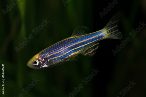 Zebrafish, Danio rerio, tropical fish  in planted pond