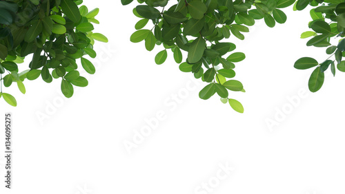branch leaves or green leaf isolated. Tree Leaf Frame