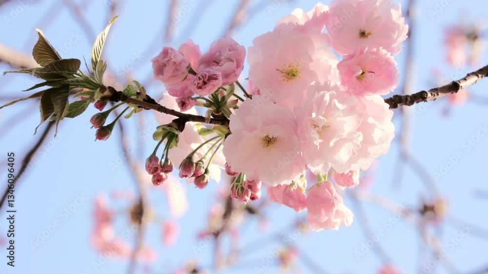 Sakura Double Cherry Blossom Clusters Whose Pink Color Stands Out Against the Blue Sky, Sway in the Wind Sakura Double Cherry Blossom Clusters Whose Pink Color Stands Out Against the Blue Sky, Sway in the Wind
