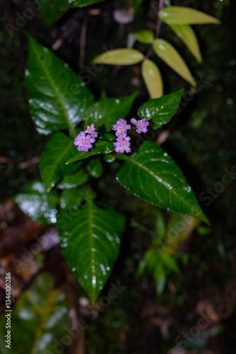 Wallpaper Mural Purple smartweed flowers in the wild Torontodigital.ca