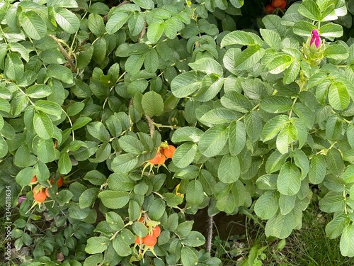 Green leaves and orange fruits