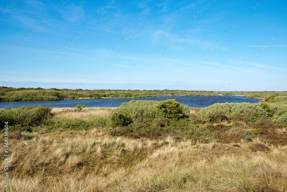 Φωτογραφία oyat, Parc national De Geul et De Hors, Mer de Wadden, Ile Texel, Pays Bas