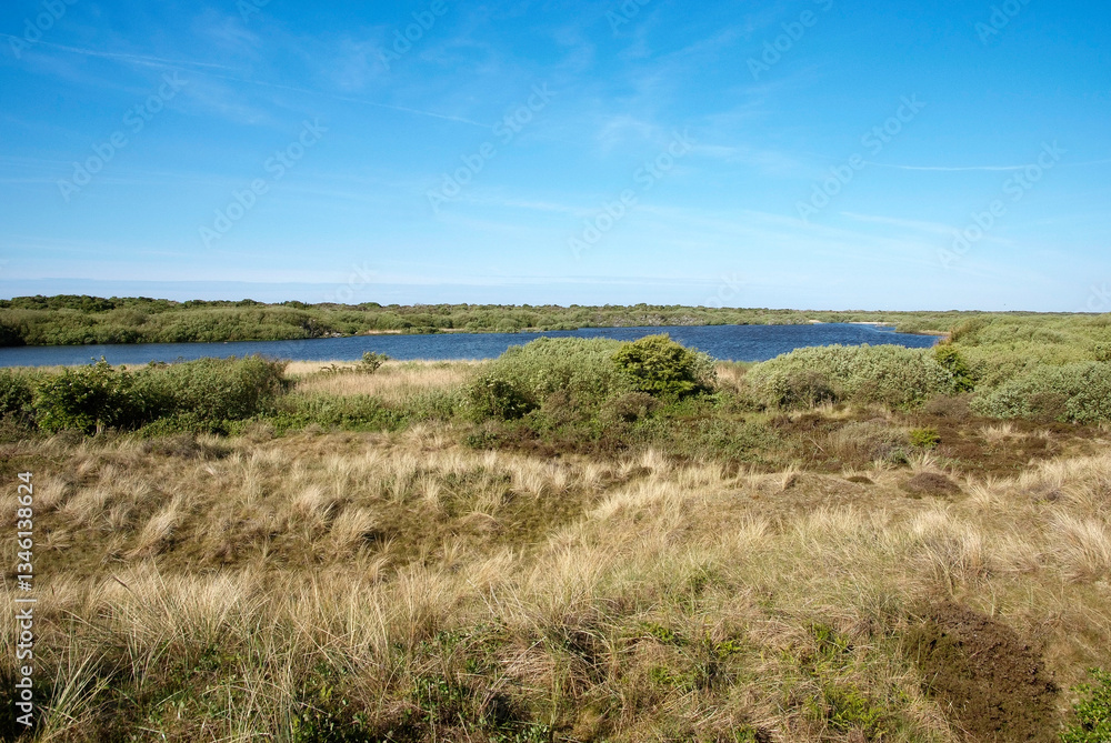 oyat, Parc national De Geul et De Hors, Mer de Wadden, Ile Texel, Pays Bas oyat, Parc national De Geul et De Hors, Mer de Wadden, Ile Texel, Pays Bas