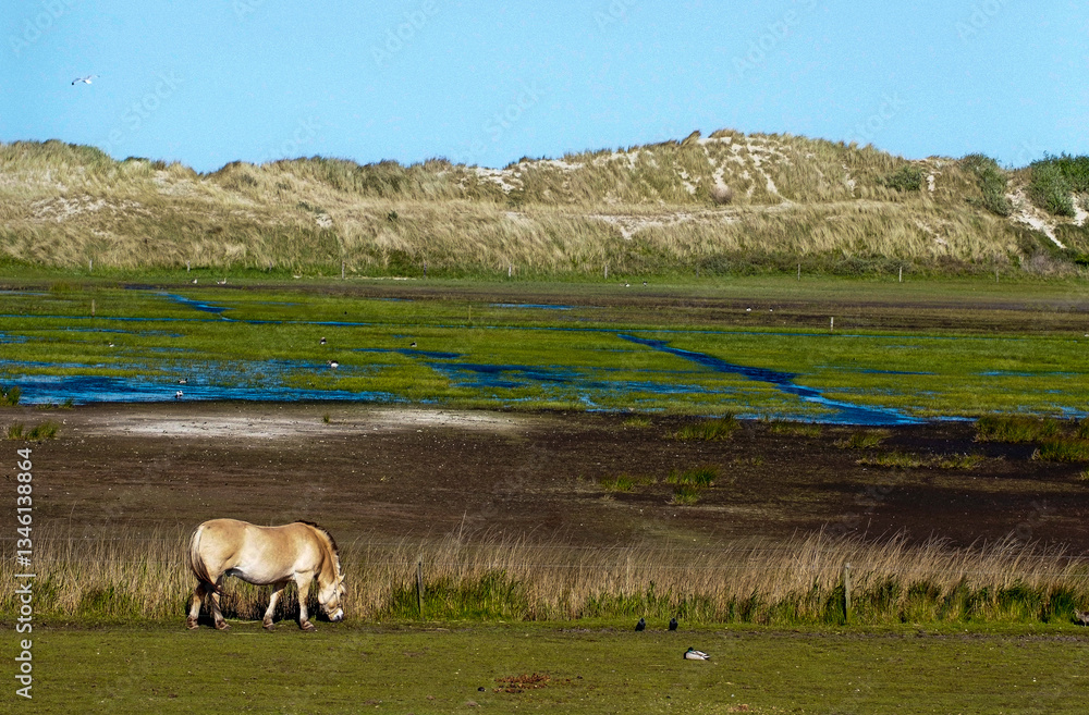 Φωτογραφία cheval race Fjord, Parc national Duinen van Texel, mer des Wadden,  îles de la F