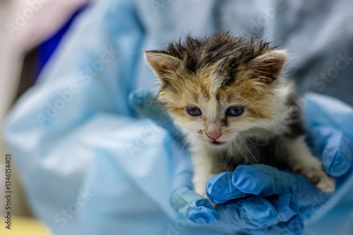 Fototapeta Naklejka Na Ścianę i Meble -  The kitten is exhausted by a hard life on the street and can now rest in the caring hands of a veterinarian. The doctor holds the homeless kitten during an examination, providing him with assistance.